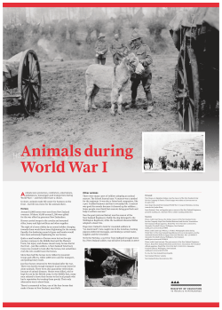Animals during World War 1
