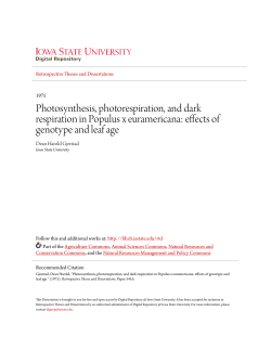 Photosynthesis, photorespiration, and dark respiration in Populus x