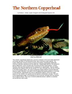 Northern Copperhead - Fish and Boat Commission