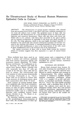 An ultrastructural study of normal human mammary epithelial cells in