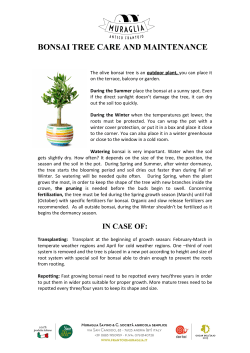 bonsai tree care and maintenance