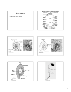 Life Cycle, fruits, seeds