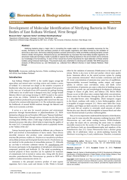 Development of Molecular Identification of Nitrifying Bacteria in