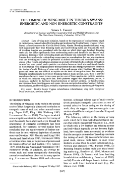 The Timing of Wing molt in Tundra Swans: Energetic and Non