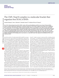The Cbf5&ndash;Nop10 complex is a molecular bracket that organizes box