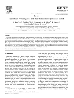 Heat shock protein genes and their functional significance in fish