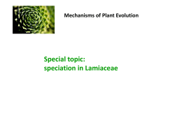 speciation in the Lamiaceae