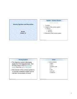 Lecture 19: Urinary System