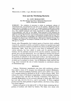 Iron and the Nitrifying Bacteria