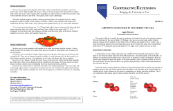 Growing Tomatoes in Southern Nevada