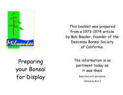 preparing your bonsai for display