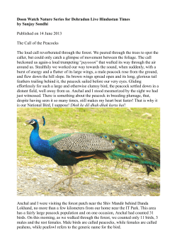 The Call of the Peacock