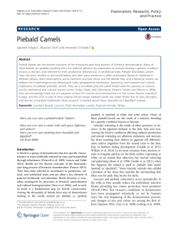 Piebald Camels - Pastoralism
