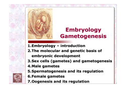 Embryology Gametogenesis