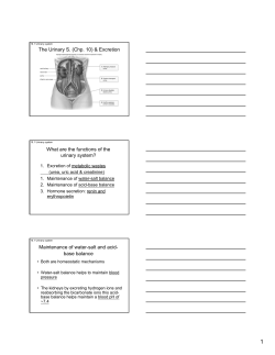 The Urinary S. - WordPress.com