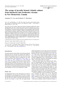 The escape of juvenile farmed Atlantic salmon