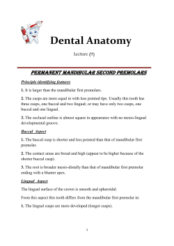 Dental Anatomy