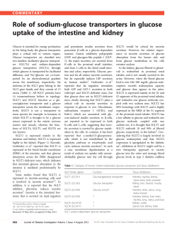 Role of sodiumglucose transporters in glucose uptake of the