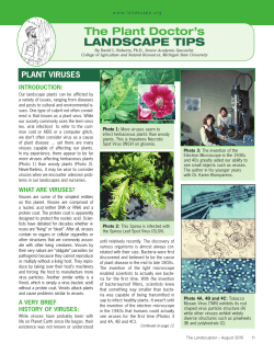 Plant Viruses - THE TREE DOCTOR