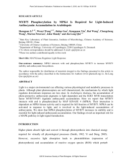 MYB75 Phosphorylation by MPK4 Is Required for