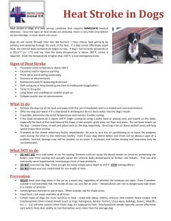 Heat Stroke In Dogs