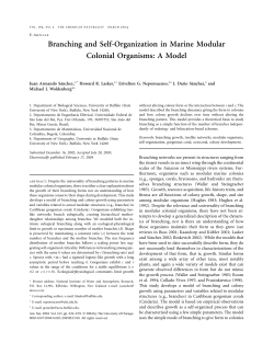 Branching and Self-Organization in Marine Modular Colonial