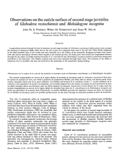 Observations on the cuticle surface of second stage juveniles of