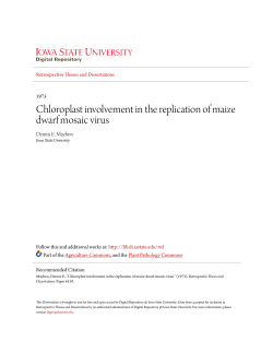 Chloroplast involvement in the replication of maize dwarf mosaic virus