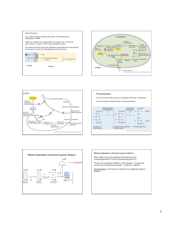 cytosol stroma Photorespiration: Ribulose bisphosphate