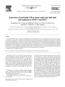 Expression of interleukin-17B in mouse embryonic limb
