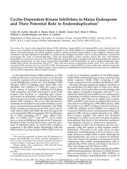 Cyclin-Dependent Kinase Inhibitors in Maize