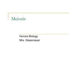 Meiosis