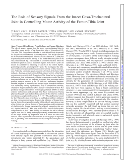 The Role of Sensory Signals From the Insect Coxa