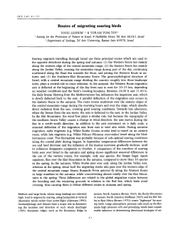 Routes of migrating soaring birds