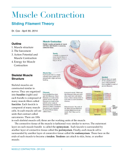 Muscle Contraction