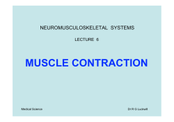 MUSCLE CONTRACTION
