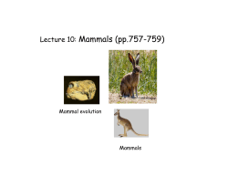 Lecture 10: Mammals (pp.757-759)