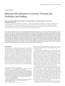 Molecular Microdomains in a Sensory Terminal, the Vestibular Calyx
