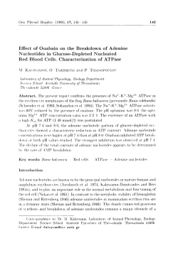 Effect of Ouabain on the Breakdown of Adenine Nucleotides in