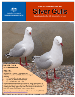 Silver Gulls