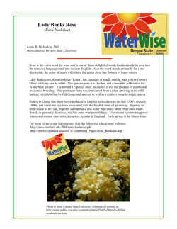 Lady Banks Rose - Oregon State University Extension Service