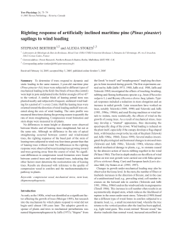Righting response of artificially inclined maritime pine (Pinus