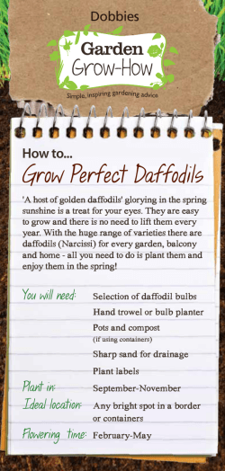 Grow Perfect Daffodils