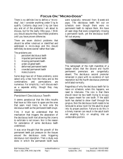 Focus On: Micro Dogs - Hale Veterinary Clinic