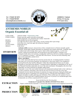 Camomile Roman - Highland Essential Oils