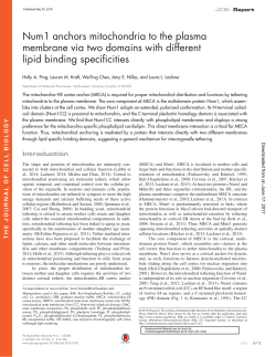 Num1 anchors mitochondria to the plasma membrane via two