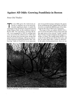Against all Odds: Growing Franklinia in Boston