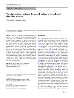 The clam sipho as indicator for growth indices in the soft