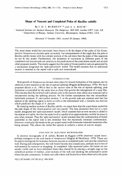 Shape of Nascent and Completed Poles of Bacillus