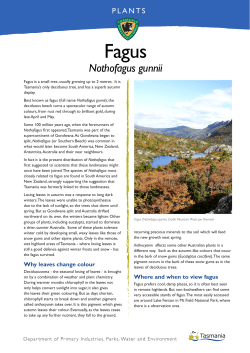 Fagus - Tasmania Parks and Wildlife